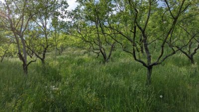 A lovely hillside with tall green grass and some small trees