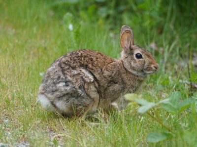 Brown bunny on green grass
