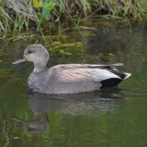 Male Gadwall