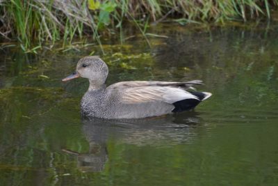 Male Gadwall