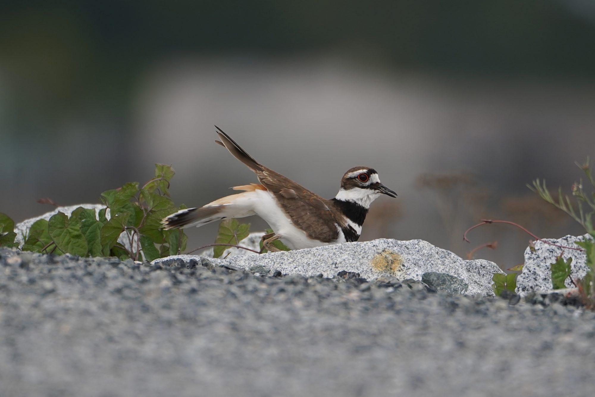 Killdeer