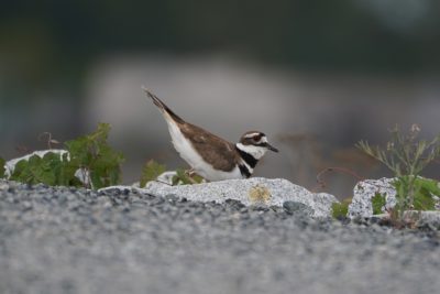 Killdeer with tail in the air