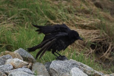 Crow ruffling on a rock