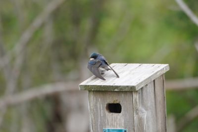 Tree Swallow on a bird box