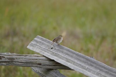 Savannah Sparrow on a post
