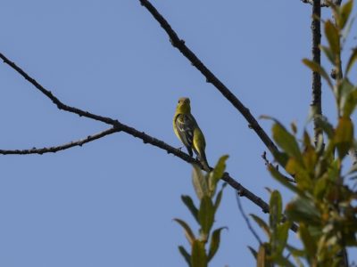 A female or immature Western Tanager up in a tree