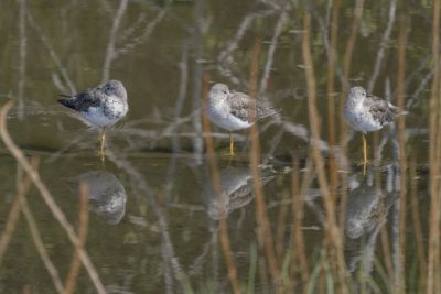 Three Greater Yellowlegs on a log in a little creek, each standing on one leg