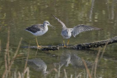 Two Greater Yellowlegs -- a medium-sized shorebird with white chest and speckled grey wings and back -- are standing on two logs close to each other. One is spreading its wings trying to keep its balance, the other has its beak slightly open