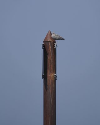 A Ring-billed Gull is standing on top of a reddish metal piling. The background is a uniform greyish-blue