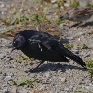 A male Brewer's Blackbird -- a bird with glossy dark black / purplish plumage and striking pale yellow eyes -- is on the dusty ground and scratching itself. Some out of focus House Sparrows are behind it
