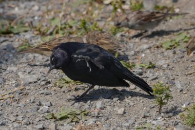 A male Brewer's Blackbird -- a bird with glossy dark black / purplish plumage and striking pale yellow eyes -- is on the dusty ground and scratching itself. Some out of focus House Sparrows are behind it