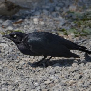 A male Brewer's Blackbird -- a bird with glossy dark black / purplish plumage and striking pale yellow eyes -- is on the dusty ground andlooking forward