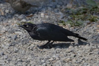 A male Brewer's Blackbird -- a bird with glossy dark black / purplish plumage and striking pale yellow eyes -- is on the dusty ground andlooking forward