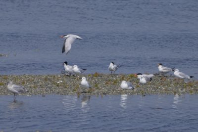 Some Caspian Terns -- seabirds with a black cap and bright red bill -- hanging out with some Ring-billed Gulls on a little sandbank. A Caspian Tern is flying overhead