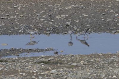 Three Greater Yellowlegs -- medium-sized shorebirds with white chests and speckled grey wings and backs -- are foraging in a little tidal pond / creek