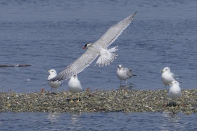 A Caspian Tern -- a seabird with a black cap and bright red bill -- is flying over some Ring-billed Gulls