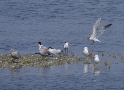 Some Caspian Terns -- seabirds with a black cap and bright red bill -- hanging out with some Ring-billed Gulls on a little sandbank. A Caspian Tern is landing on the right