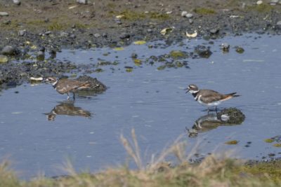 Two Killdeer -- little shorebirds with brown backs and sharply striped black and white chests -- are foraging together in a little tidal pond / creek