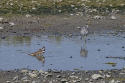 A Killdeer taking a bath, and a Greater Yellowlegs foraging