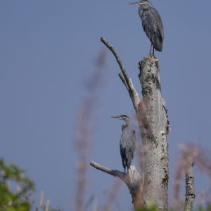 Two Great Blue Herons are standing on a tree's bare branches, looking to the left