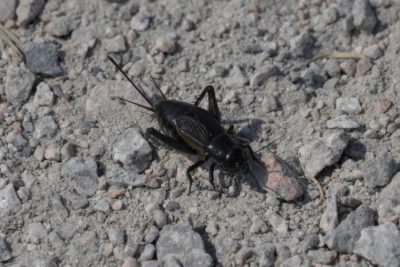 A large glossy black beetle on the dusty ground