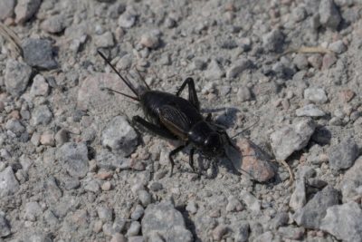 A large glossy black beetle on the dusty ground