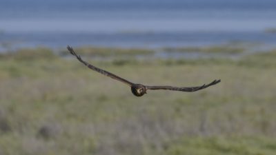 A Northern Harrier -- a raptor with a mainly brown plumage -- is flying in my general direction and looking up at me