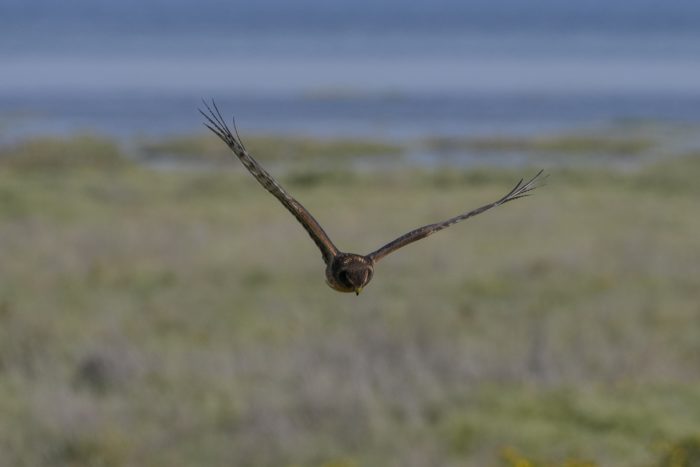 A Northern Harrier -- a raptor with a mainly brown plumage -- is flying in my general direction, looking down at the ground