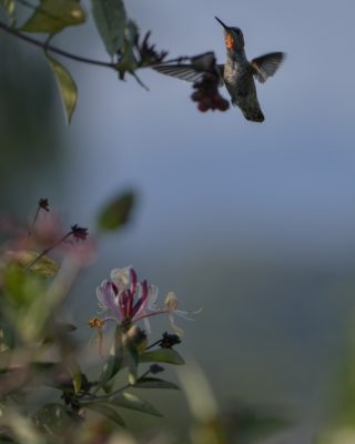 A Female Anna's Hummingbird is flying above a pretty pink and white flower