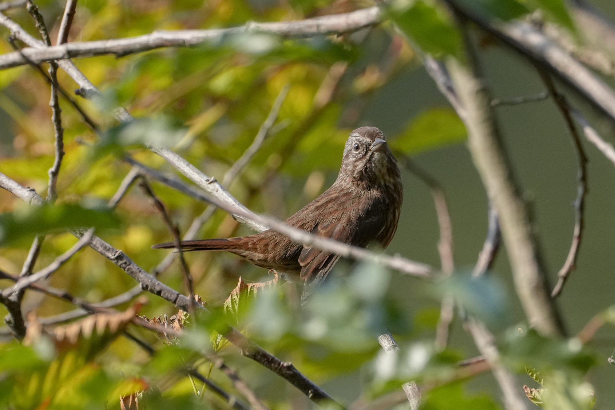 Song Sparrow on a branch surrounded by greenery