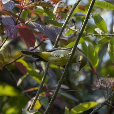 A Western Tanager -- a bright yellow bird with sharply patterned black and white wings -- is balancing on an almost vertical branch and looking down