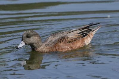 An American Wigeon female -- a smallish duck with pale blue bill, reddish wings and sides, and mottled grey head -- is swimming on water