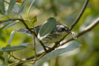 A Black-throated Gray Warbler -- a little song bird with sharp white and dark grey patterns -- is standing on a branch surrounded by greenery and holding some white fluff in its beak
