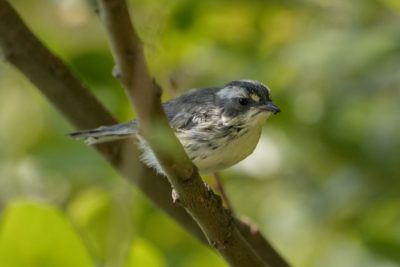 A Black-throated Gray Warbler -- a little song bird with sharp white and dark grey patterns -- is standing on a branch surrounded by greenery and holding a tiny black bug in its beak