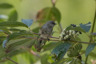 A bushtit sitting on a leafy branch, next to a cluster of white berries