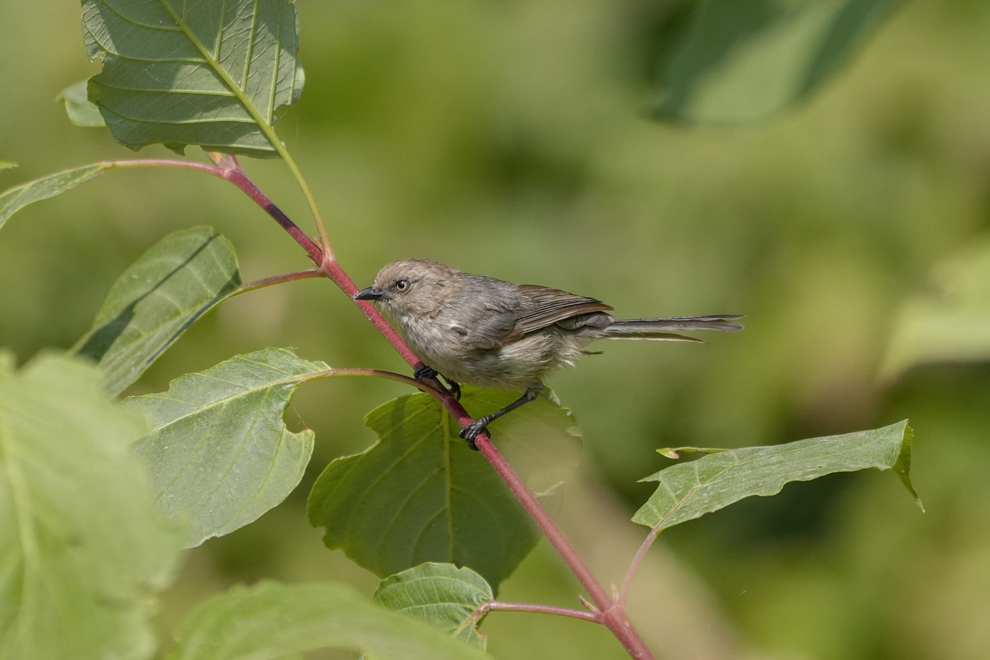 An American Bushtit -- a tiny bird with plain grey / brown plumage, a short black beak and striking pale eyes -- is standing on a leaf stem