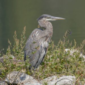 A Great Blue Heron is standing on a small rocky island, surrounded by some scraggly scenery, and staring off into space