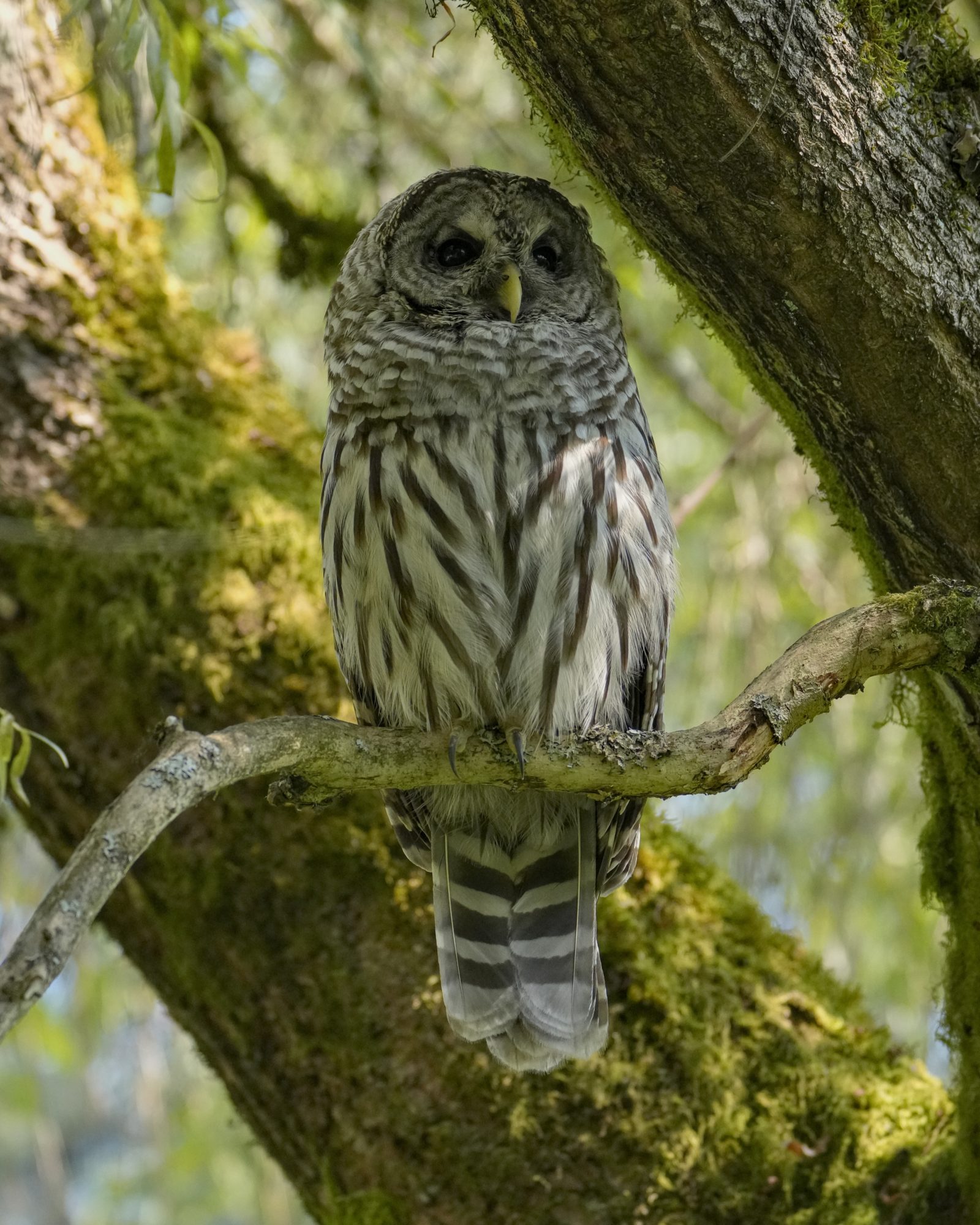 A Barred Owl is sitting on a branch, in the shade during the day