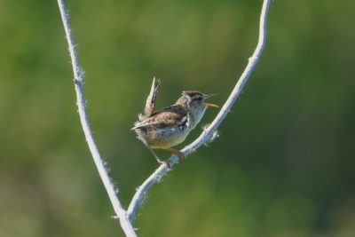 Marsh Wren on a branch, its tail sticking straight up, and calling