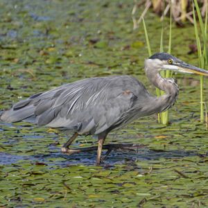 Great Blue Heron knee deep in lilypads