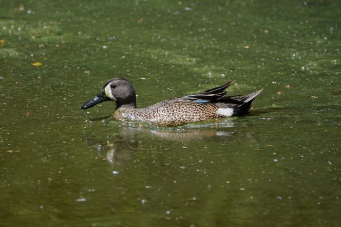 A Blue-winged Teal swimming on murky green water