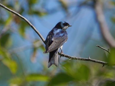 A Tree Swallow is sitting on a branch with its back to us