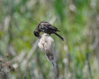 A female Red-winged Blackbird is on a cattail, picking at it