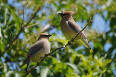 Two Cedar Waxwings are sitting on a branch, with greenery in the background. From this perspective it looks like they're facing each other