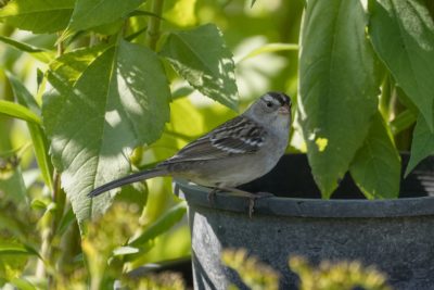 A White-crowned Sparrow standing on the edge of a plant pot, surrounded by green shade