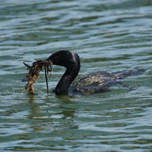 A Pelagic Cormorant out on the water is carrying a mess of leaves, twigs and leaves in its bill