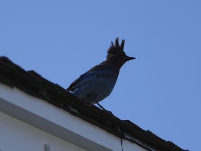 A Steller's Jay up on a house roof, the setting sun shining behind it. Its crest is fully raised