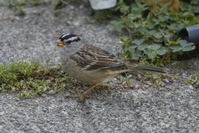 A White-crowned Sparrow on the pavement, next to some greenery