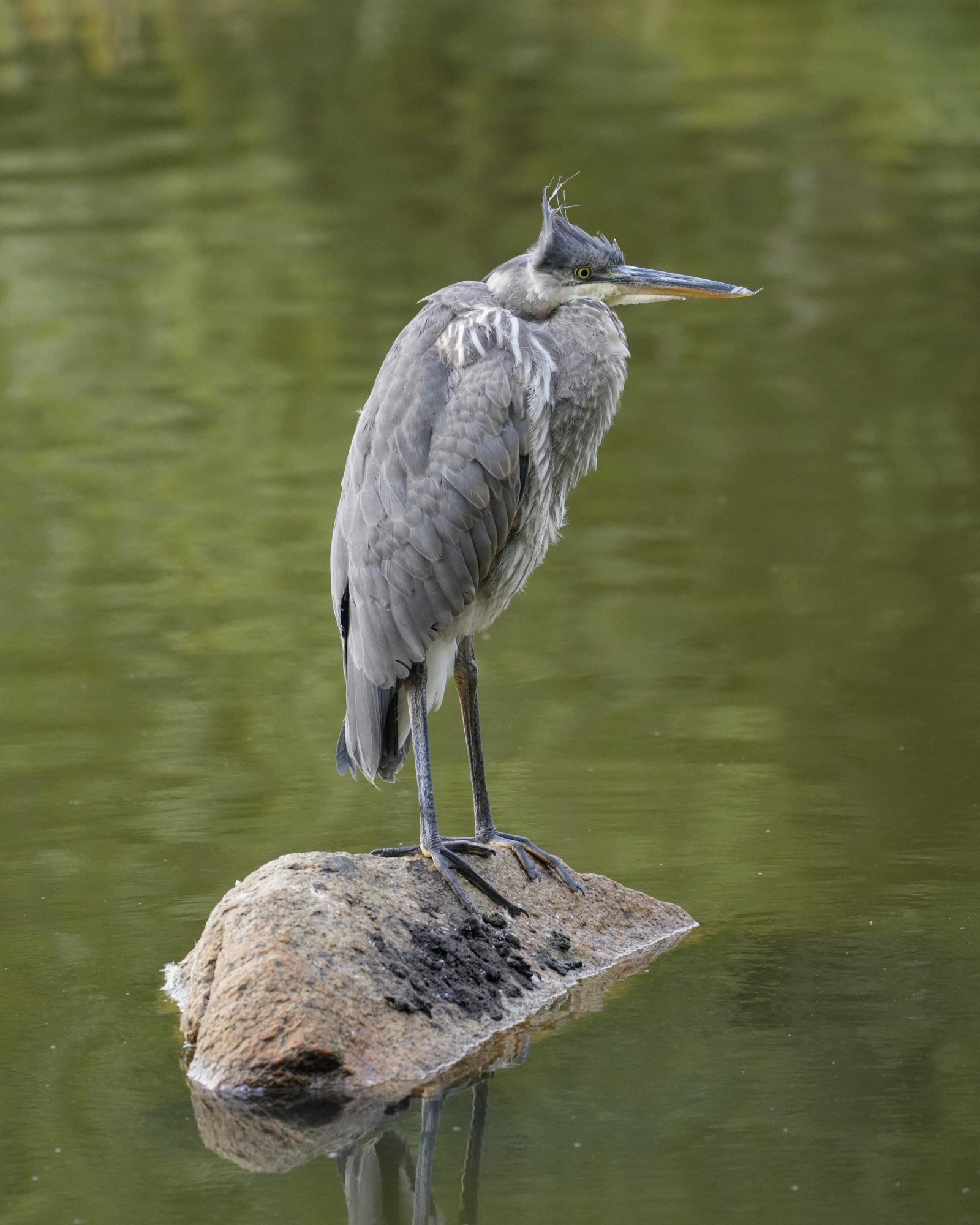 An immature Great Blue Heron is standing on a rock surrounded by water, its neck fully retracted