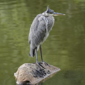 An immature Great Blue Heron is standing on a rock surrounded by water, its neck fully retracted